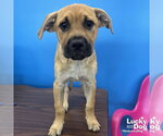 Small #1 Labrador Retriever Mix