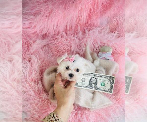 Medium Photo #20 Maltese Puppy For Sale in THONOTOSASSA, FL, USA