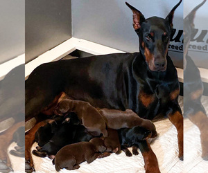 Mother of the Doberman Pinscher puppies born on 05/07/2020
