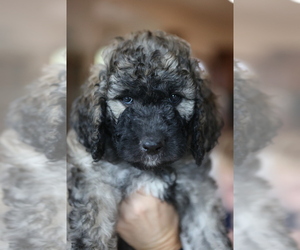 Pyredoodle Puppy for Sale in TUCSON, Arizona USA