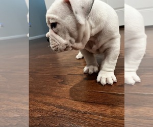 Olde English Bulldogge Puppy for sale in PASADENA, MD, USA