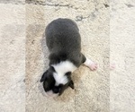 Small #8 Boston Terrier