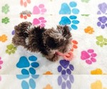 Small #7 Cockapoo (Toy)-Poodle (Toy) Mix