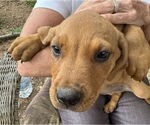 Small #1 Mutt