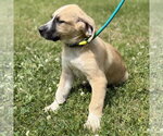 Small #3 Labrador Retriever