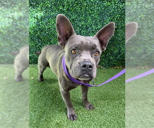 Bull Terrier-Unknown Mix Dogs for adoption in Naples, FL, USA