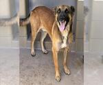 Small #1 German Shepherd Dog