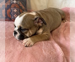 Small Photo #12 English Bulldog Puppy For Sale in CHARLESTON, SC, USA