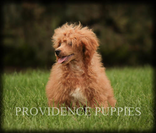 Medium Photo #51 Poodle (Miniature) Puppy For Sale in COPPOCK, IA, USA