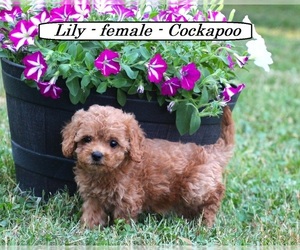 Cockapoo Puppy for sale in CLARKRANGE, TN, USA