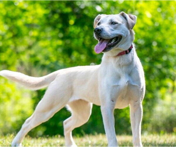Medium Photo #1 Labrador Retriever-Unknown Mix Puppy For Sale in Minneapolis, MN, USA