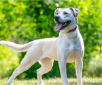 Small Labrador Retriever Mix