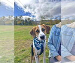 Small #17 Beagle Mix