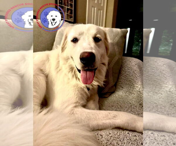 Medium Photo #3 Great Pyrenees Puppy For Sale in Spring, TX, USA