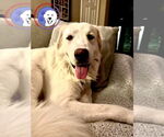 Small #2 Great Pyrenees