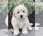 Small #3 Coton de Tulear-Poodle (Toy) Mix