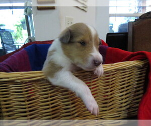 Collie Puppy for sale in PALM BAY, FL, USA