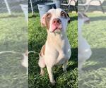 Small #1 Labrador Retriever Mix