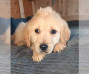 English Cream Golden Retriever Puppy for sale in MILACA, MN, USA