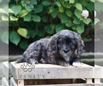 Small #2 Cavapoo