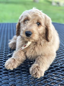 Medium Photo #5 Goldendoodle Puppy For Sale in LAKELAND, FL, USA