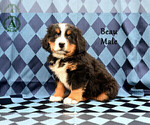 Small Photo #14 Bernese Mountain Dog Puppy For Sale in HARRISONBURG, VA, USA