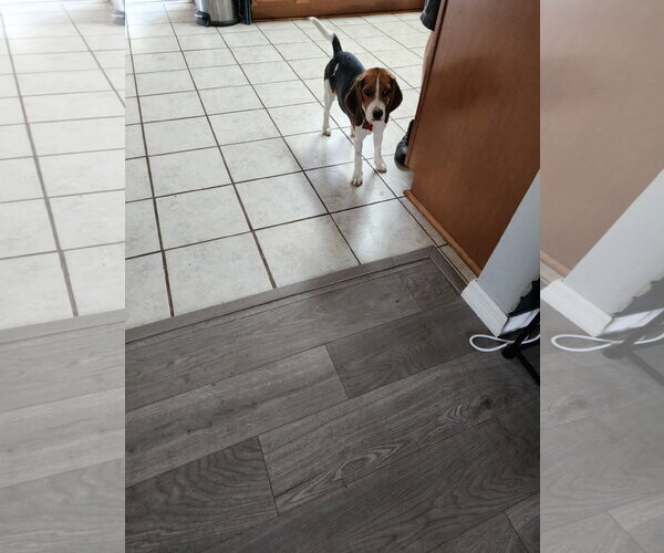 Medium Photo #1 Beagle Puppy For Sale in Tampa, FL, USA