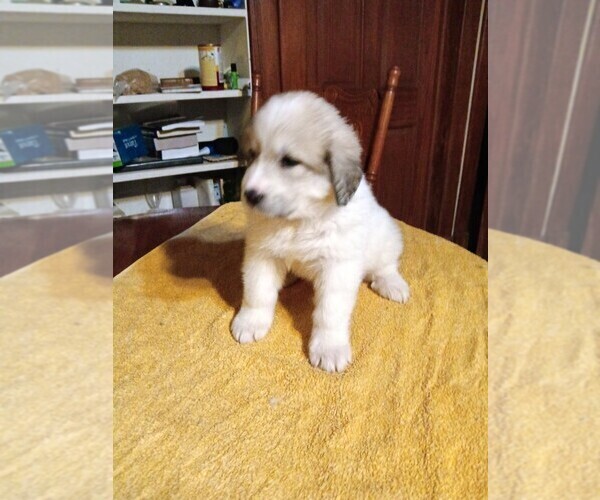 Medium Photo #16 Great Pyrenees Puppy For Sale in BANCROFT, WI, USA