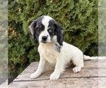 Small #3 Cockapoo