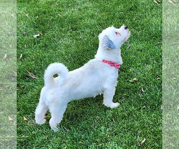 Medium Photo #5 Havanese Puppy For Sale in St. Louis Park, MN, USA