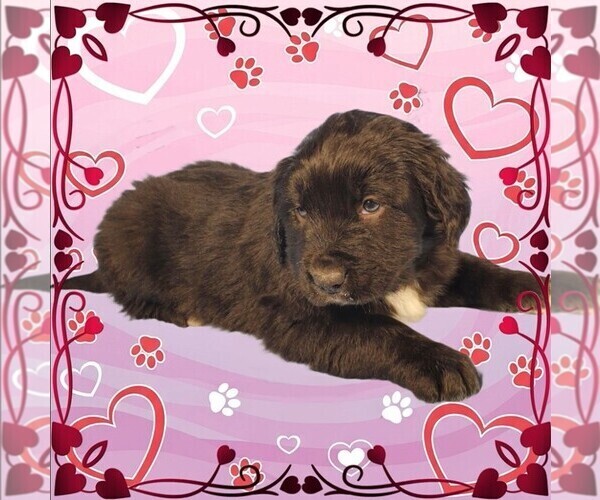 Medium Photo #63 Golden Mountain Dog Puppy For Sale in BLACK FOREST, CO, USA