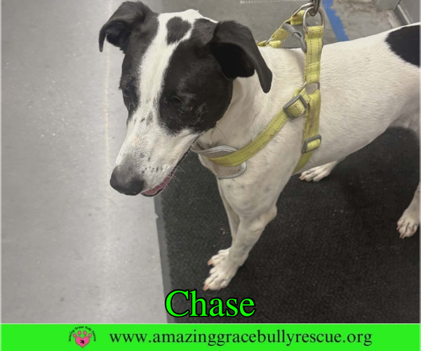 Medium Photo #7 Greyhound-Jack Russell Terrier Mix Puppy For Sale in Milton, FL, USA