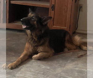 Mutt Dogs for adoption in Centreville, VA, USA