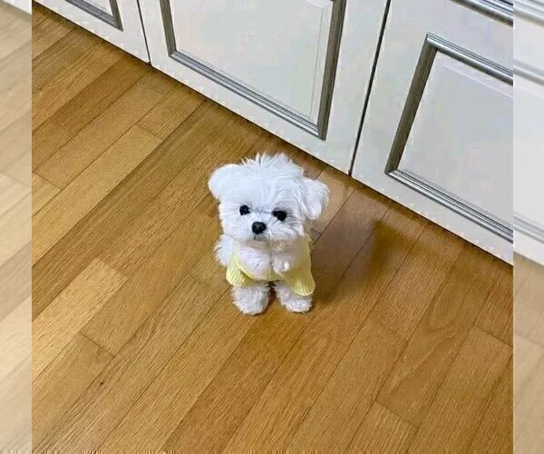 Medium Photo #2 Maltese Puppy For Sale in CLERMONT, FL, USA