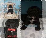 Small Photo #11 Labradoodle Puppy For Sale in OTTAWA, OH, USA