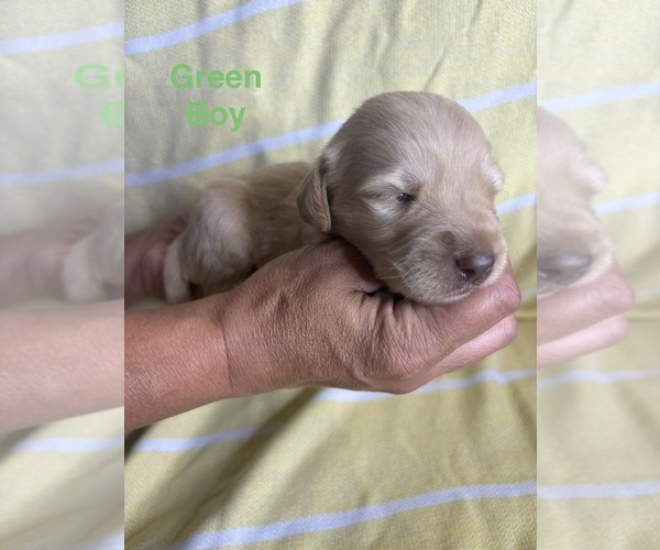 Medium Photo #6 Labradoodle Puppy For Sale in OWENTON, KY, USA