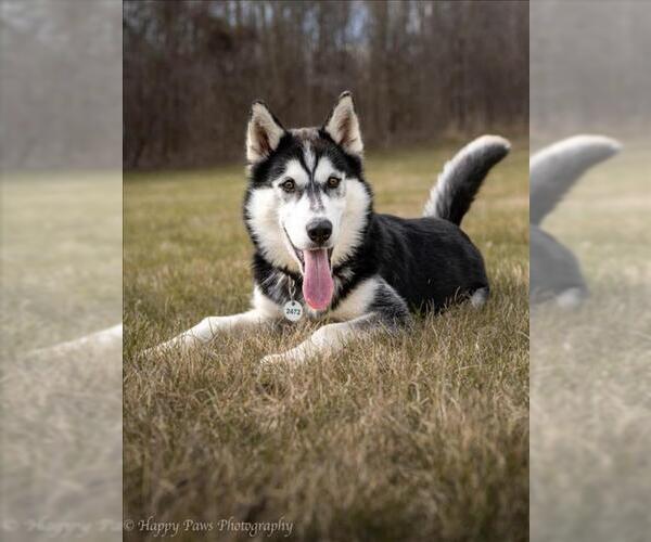 Medium Photo #1 Siberian Husky Puppy For Sale in Forestville, MD, USA