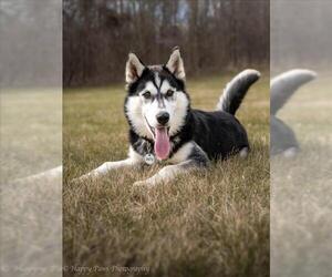 Siberian Husky Dogs for adoption in Forestville, MD, USA