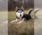 COCO - Male Siberian Husky Dog for Adoption - Small photo