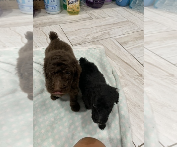 Medium Photo #6 Poodle (Standard) Puppy For Sale in TAMPA, FL, USA