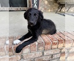 Small #2 Golden Shepherd