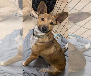 Chihuahua-Unknown Mix Dogs for adoption in San Bernardino, CA, USA