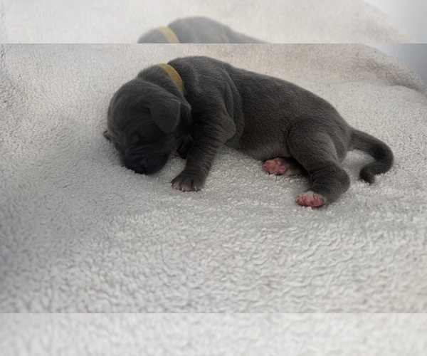 Medium Photo #6 Great Dane Puppy For Sale in OLATHE, CO, USA