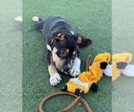 Small American Pit Bull Terrier Mix