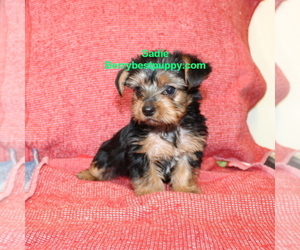 Yorkshire Terrier Puppy for sale in JUNIPER HILLS, CA, USA