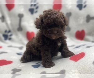ShihPoo Puppy for sale in LAKELAND, FL, USA