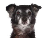 Small #2 Breeder Profile image