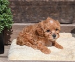 Small Photo #62 Cavapoo (Miniature) Puppy For Sale in GOSHEN, IN, USA