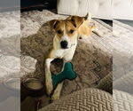 Small #13 American Pit Bull Terrier Mix