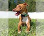 Small #22 American Pit Bull Terrier-Blue Lacy Mix